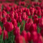 Orderpickers gezocht (Bloemen) Orderpickers gezocht (Bloemen)